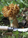 Opinel No.8 Mushroom Knife